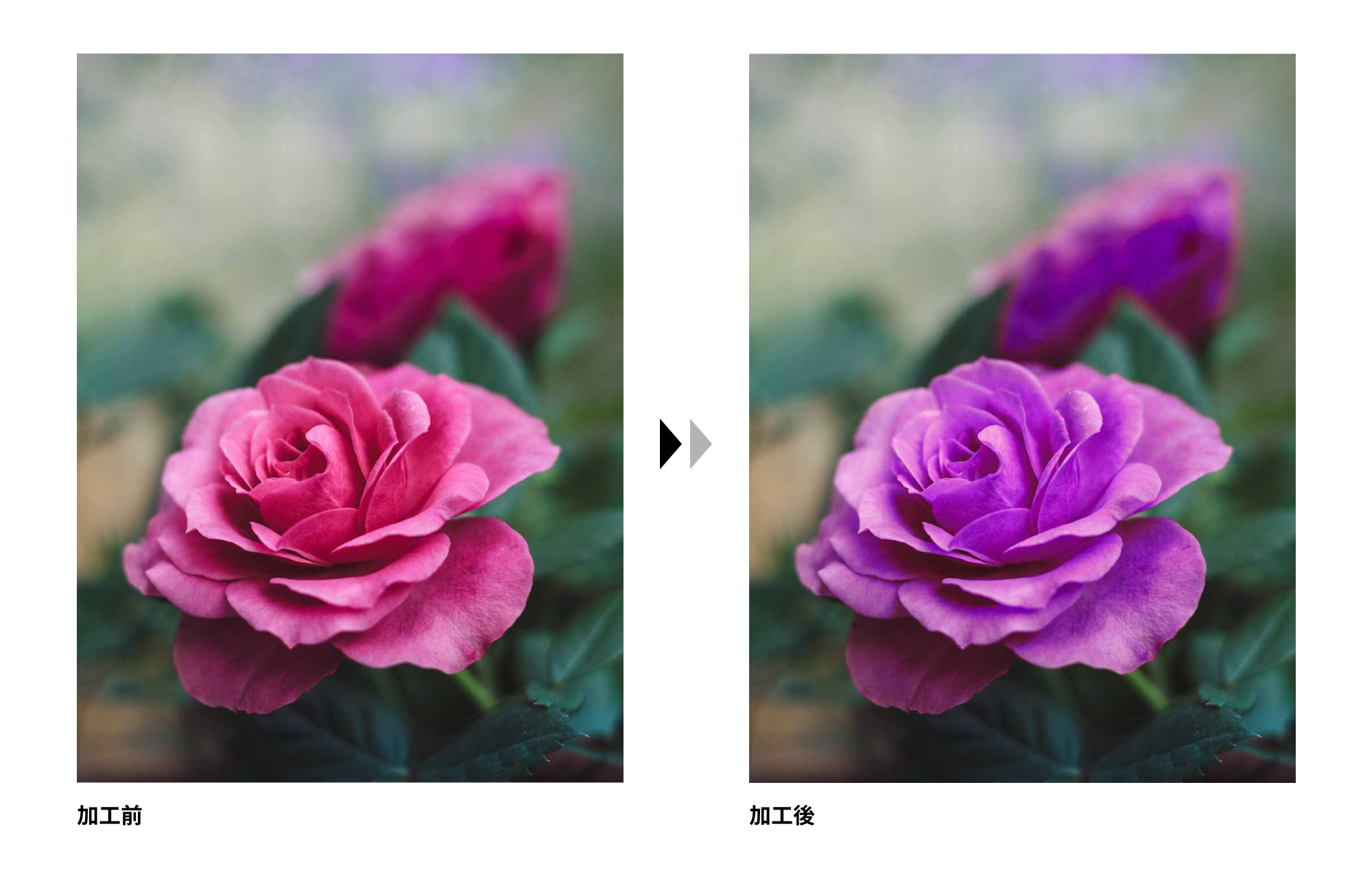 フォトショップで簡単に紫のバラに